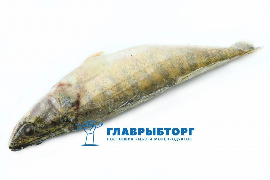 картинка Судак не потрошёный 2+кг Астрахань от Главрыбторг