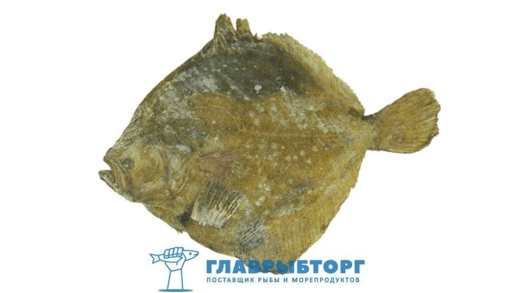 картинка Камбала калкан азовская потрошёная 0,3-0,5 кг Крым от Главрыбторг