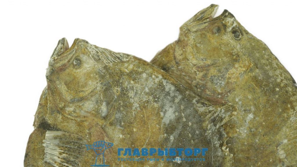 картинка Камбала калкан азовская потрошёная 0,3-0,5 кг Крым от Главрыбторг