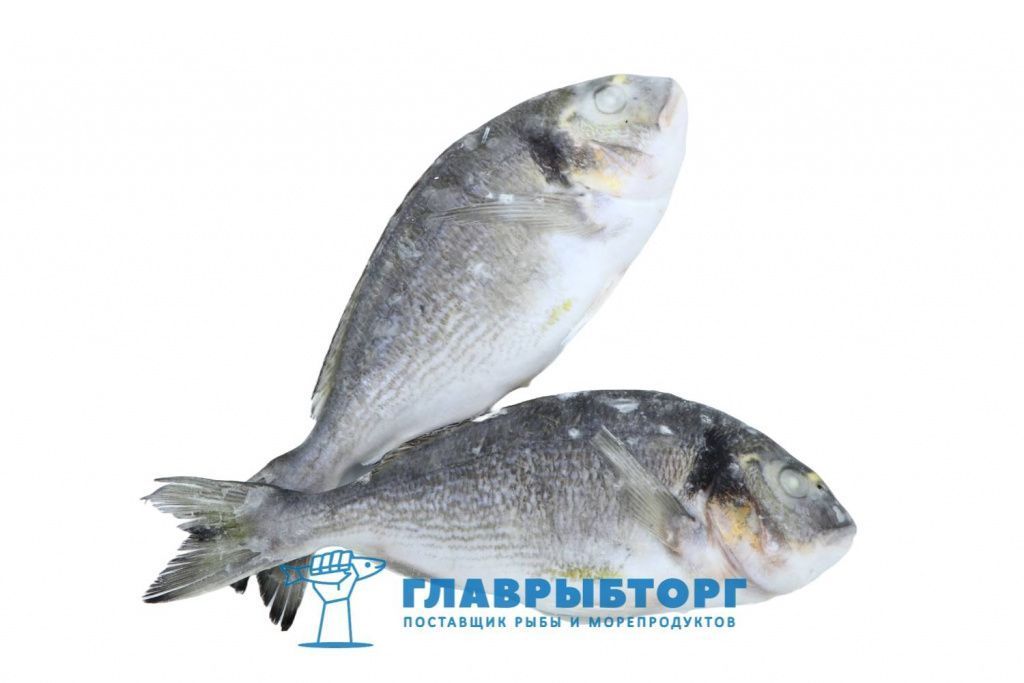 картинка Дорадо свежезамороженный не потрошёный 300/400 Турция от Главрыбторг