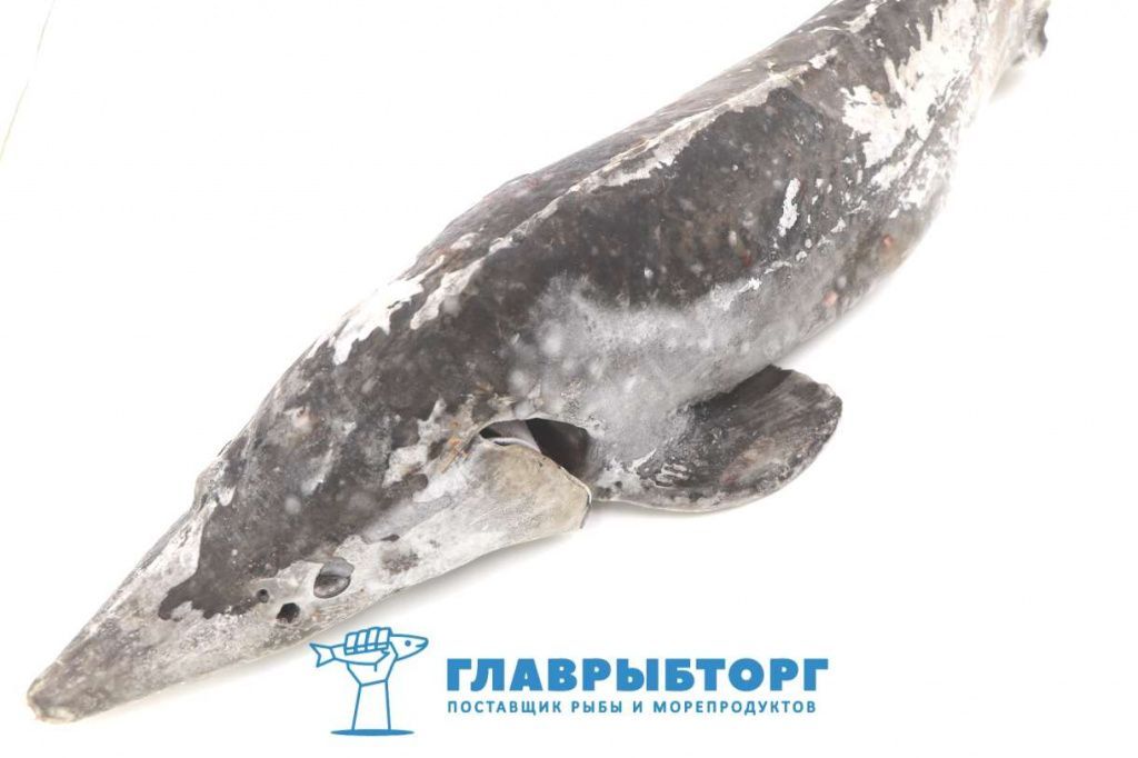 картинка Осётр сибирский потрошеный с головой 4-6кг Астрахань от Главрыбторг