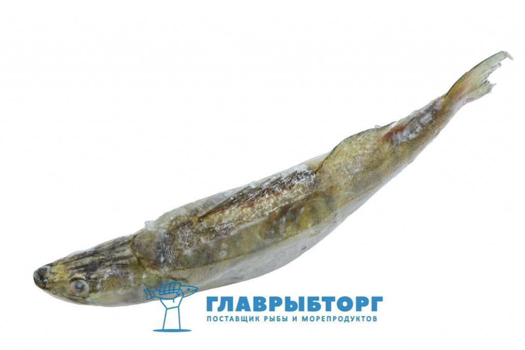картинка Судак не потрошённый блочный 1-2кг Астрахань от Главрыбторг