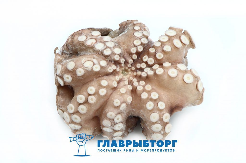 картинка Осьминог очищенный сыромороженный 1,5-2кг эл.вес. Марокко от Главрыбторг