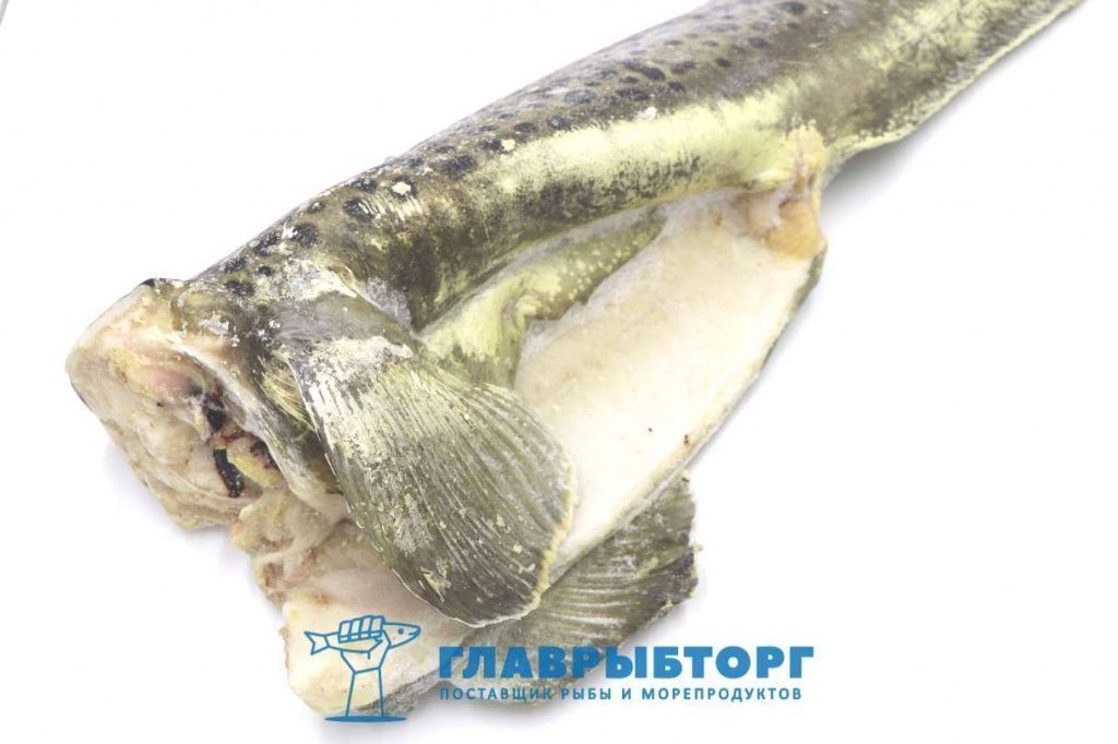 картинка Зубатка пёстрая (пятнистая) без головы штучной заморозки 5+кг Мурманск от Главрыбторг