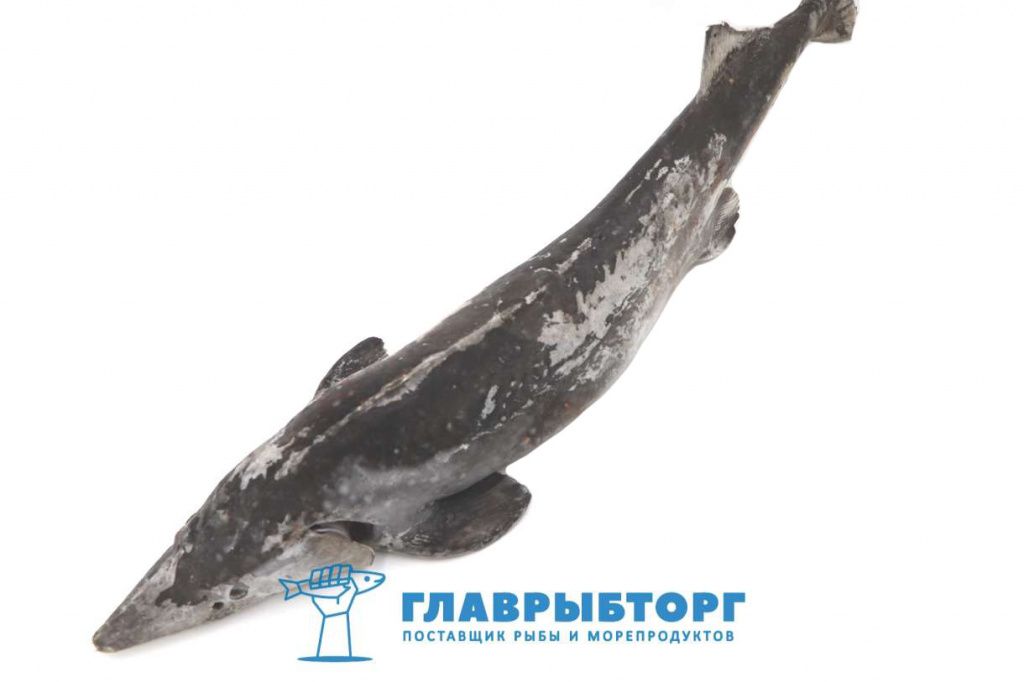 картинка Осётр сибирский потрошеный с головой 4-6кг Астрахань от Главрыбторг