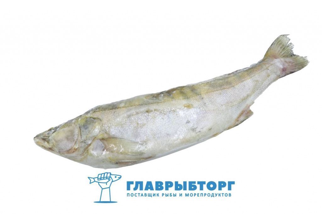 картинка Судак не потрошённый блочный 1-2кг Астрахань от Главрыбторг