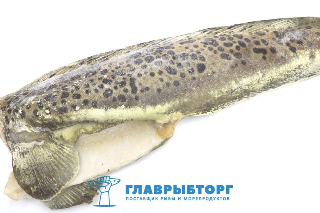 картинка Зубатка пёстрая (пятнистая) без головы штучной заморозки 5+кг Мурманск от Главрыбторг