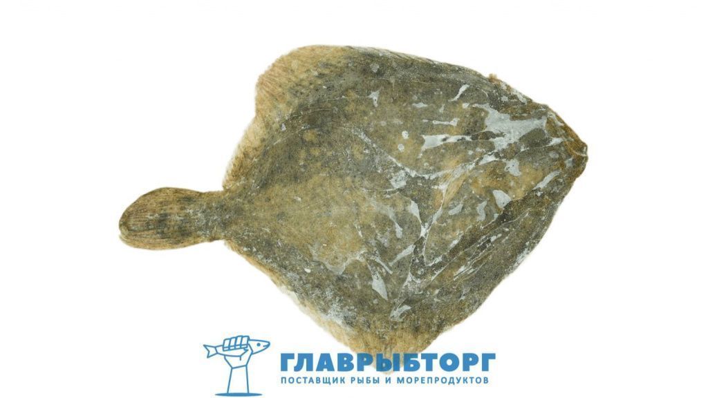 картинка Камбала калкан азовская потрошёная 1+кг Крым от Главрыбторг