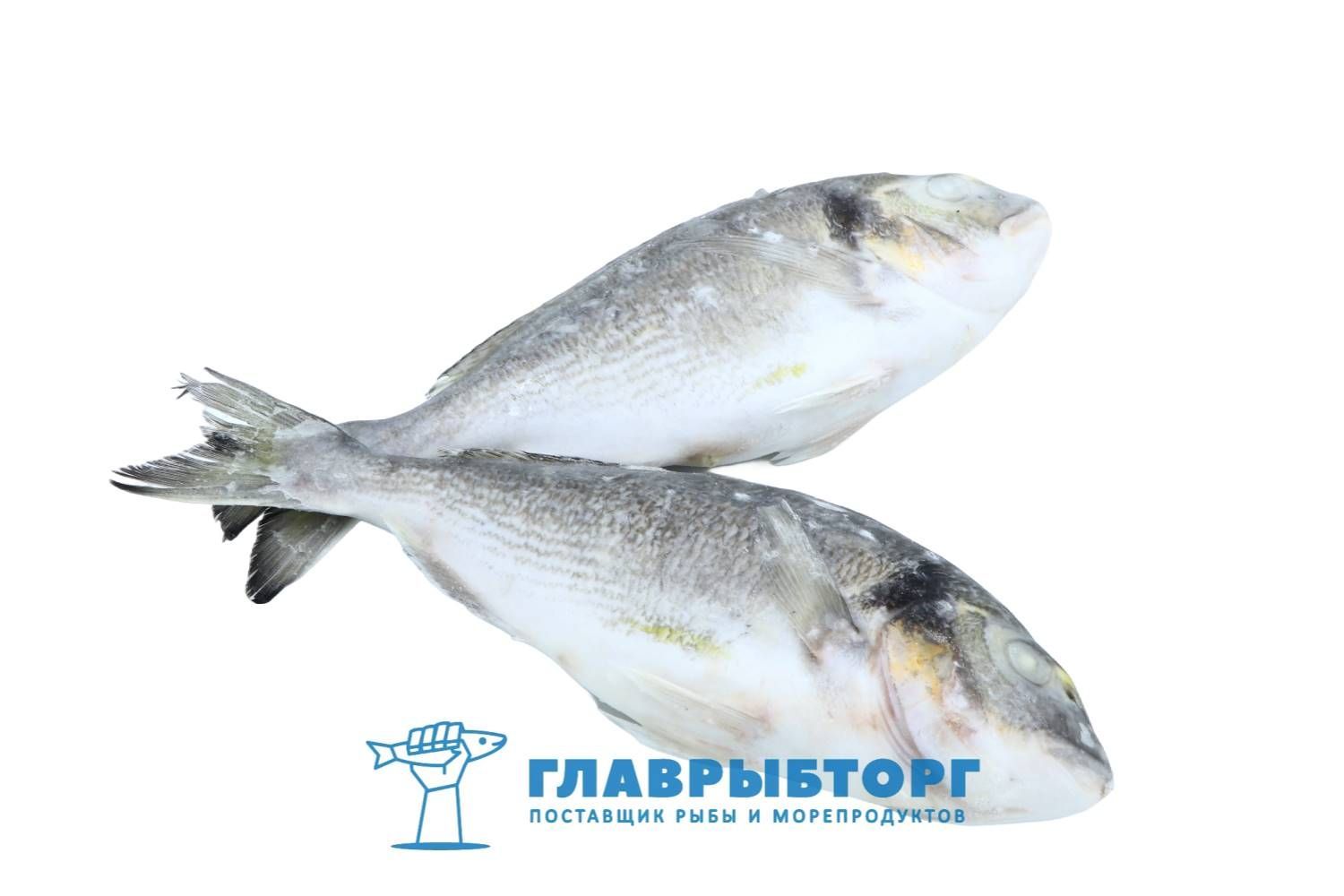 картинка Дорадо свежезамороженный не потрошёный 300/400 Турция от Главрыбторг